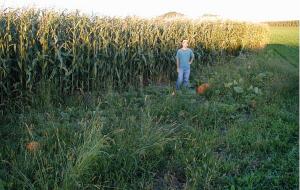 [john-in-pumpkin-patch.jpg]