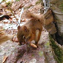 [An adorable red squirrel]